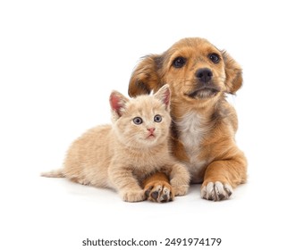 Puppy and kitten isolated on a white background. - Powered by Shutterstock