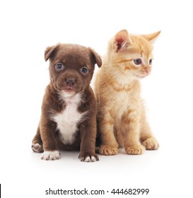 Puppy And Kitten Isolated On A White Background.