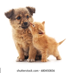 Puppy and kitten isolated on white background.