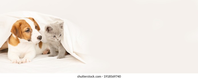 The puppy and the kitten lie under the blanket at home on the bed. Stretched horizontal panoramic image for banner 