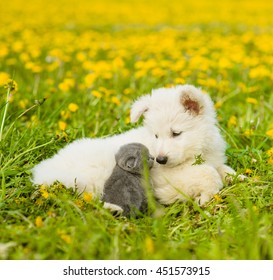 Puppy and kitten looking at each other on the green grass