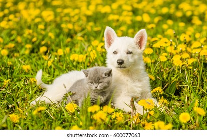 Puppy and kitten lying together on a dandelion field