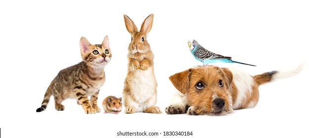 puppy and kitten and parrot and rabbit and hamster on a white background