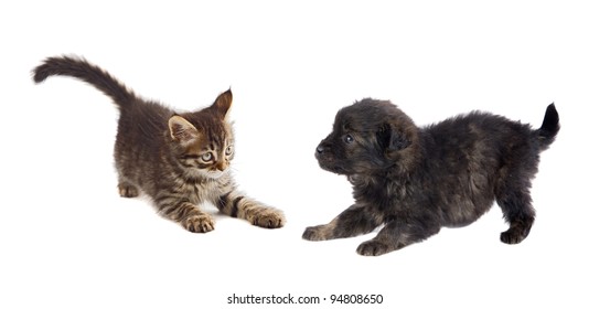 Fighting Puppy Images Stock Photos Vectors Shutterstock