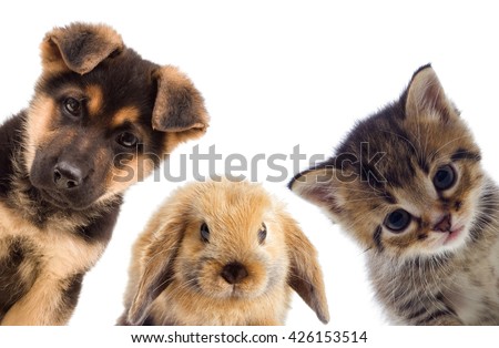 Puppy and kitten and rabbit
