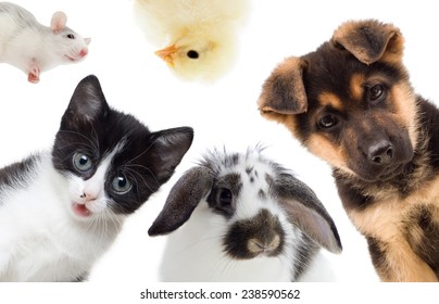 Puppy and kitten and rabbit and bird and rat