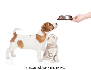 Puppy and kitten sitting in profile and waiting food together. isolated on white background - Powered by Shutterstock