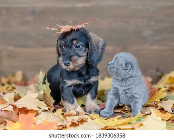 Puppy And Kitten Sitting Together  On Autumn Foliage 