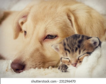 Puppy and kitten are sleeping