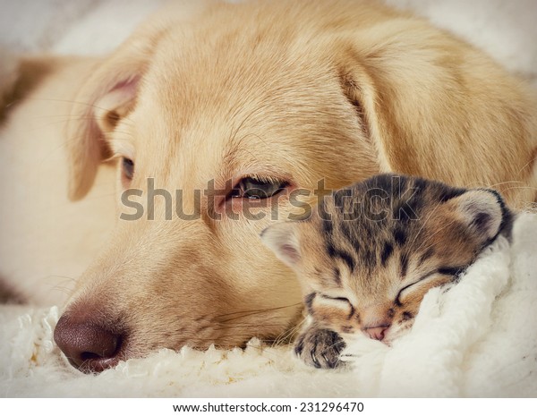 子犬と子猫が寝ている の写真素材 今すぐ編集