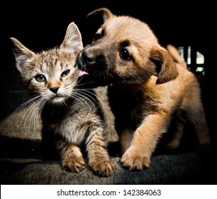 Puppy Kitty Lick Kiss And Love