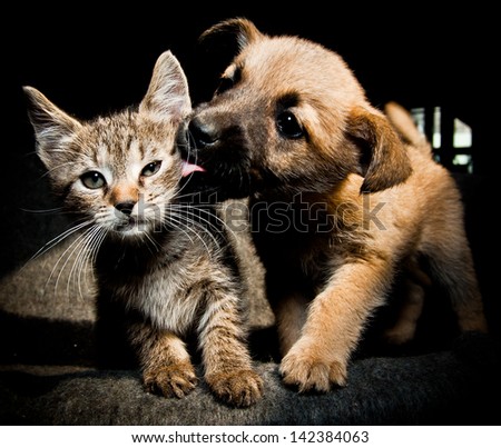 Puppy kitty lick kiss and love