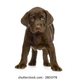 Puppy Labrador retriever chocolate in front of white background