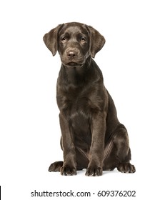 Puppy Labrador Retriever sitting, 3 months old, isolated on white