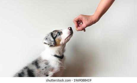 Puppy learning to obey. Dog training. Owner giving prize to dog. Isolated background. Border collie blue merle