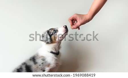 Puppy learning to obey. Dog training. Owner giving prize to dog. Isolated background. Border collie blue merle