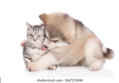 Puppy  Licking A  Cat.  Isolated On White Background.