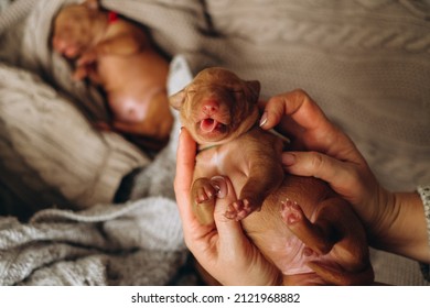 The Puppy Lies In The Hands Of A Woman. A Litter Of Newborn Adorable Cirneco Dell'Etna Puppies Fall Asleep In Their Arms