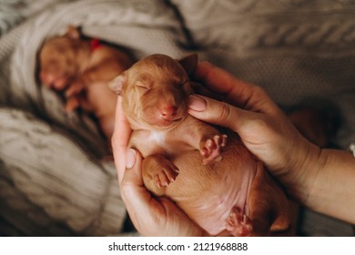 The Puppy Lies In The Hands Of A Woman. A Litter Of Newborn Adorable Cirneco Dell'Etna Puppies Fall Asleep In Their Arms