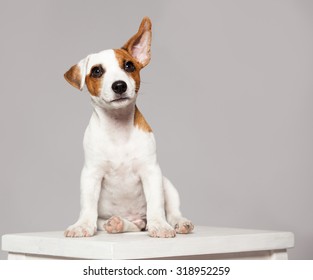 Puppy Listening With Raised Ear. Dog Eavesdropping