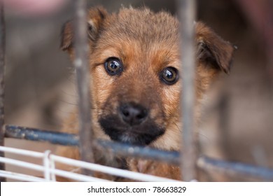 Puppy Locked In The Cage