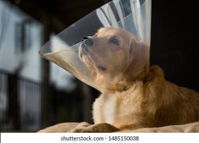 Puppy looking sad while wearing a "cone of shame" to prevent licking after surgery. Spay and neuter. Young Golden Retriever dog.