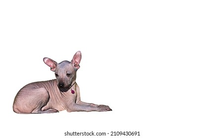 The puppy looks to the side on a white background. The little dog is lying sideways. Isolate. The pet is bald. Xoloitzcuintle. Mexican naked, without wool. Mexican hairless dog.