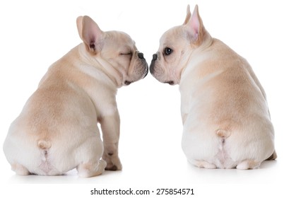 puppy love - two french bulldogs kissing on white background