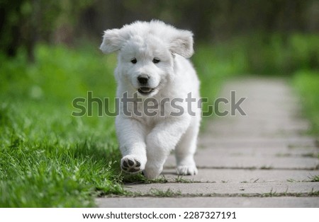 
Puppy
Maremmo-Abruzzo Sheepdog running down the road