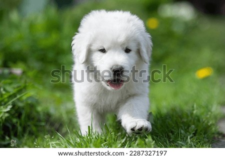 
Puppy
Maremmo-Abruzzo Sheepdog running through the grass
