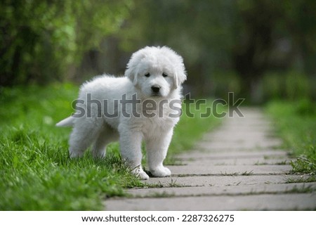 
Puppy
Maremmo-Abruzzo Sheepdog standing on the grass