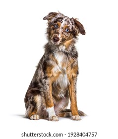 Puppy Miniatur americain shepherd red merle sitting, six months old, isolated