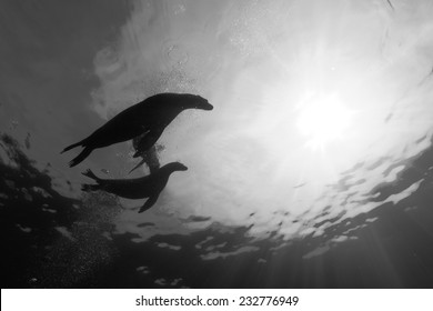 Puppy and mother sea lion silhouette underwater in black and white