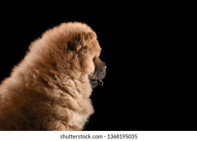 55+ Chow Chow Newborn