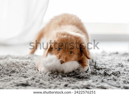Puppy Nova Scotia Retriever Plays With Fluffy Toy In Bright Room