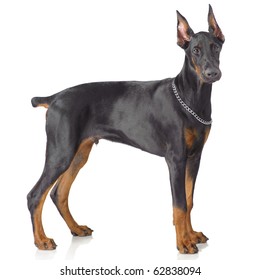 Puppy Od Doberman Standing Isolated On White