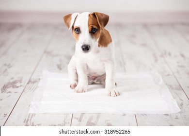 Puppy on absorbent litter. Accustom the dog to the toilet. Training pets