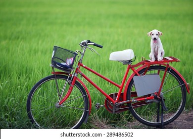 puppy on classic bicycle with green background