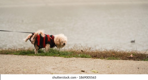 
puppy on a leash while doing his physiological needs in a park