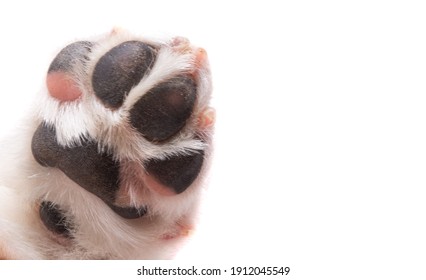 Dog Paw On White Background Images, Stock & Vectors | Shutterstock