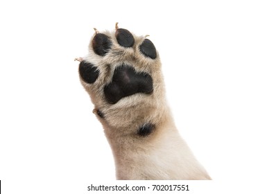 Puppy Paw Isolated On White Background