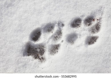 Puppy Paw Prints In Snow