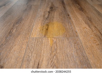 Puppy Peeing On Modern Water Resistant Vinyl Panels In The Living Room Of The Home.