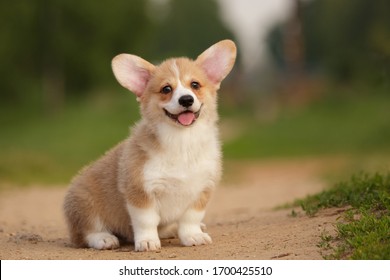puppy pembroke welsh corgi outdoor cute and funny