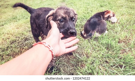 Puppy Playfully Bites Human Fingers On The Lawn, Two Puppies And A Hand