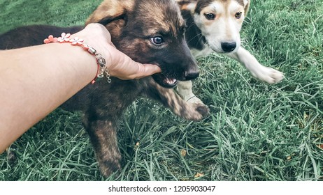 Puppy Playfully Bites Human Fingers On The Lawn, Two Puppies And A Hand