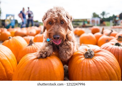 puppy playing amongst the pumpkins at autumn festival