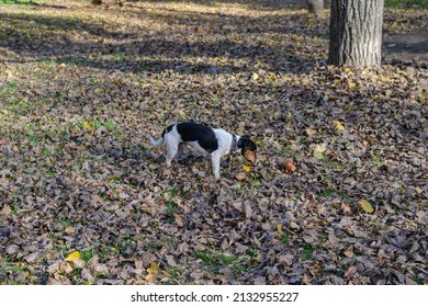 A Puppy Playing In An Autumn Park. Little Jack Russell Terrier Looking For A Toy Among The Fallen Leaves. Autumn Time. Daytime. Defocus, Motion Blur, Noise, Grain Effect. Selective Focus. No People.