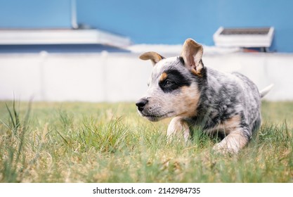 Puppy Playing In The Backyard, Closeup. Cute Puppy Dog With Intense Body Language And Ready To Pounce Or Attack. Black And White 8 Week Old Blue Heeler Puppy Or Australian Cattle Dog. Selective Focus.