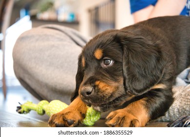 Puppy Playing Inside With Toy